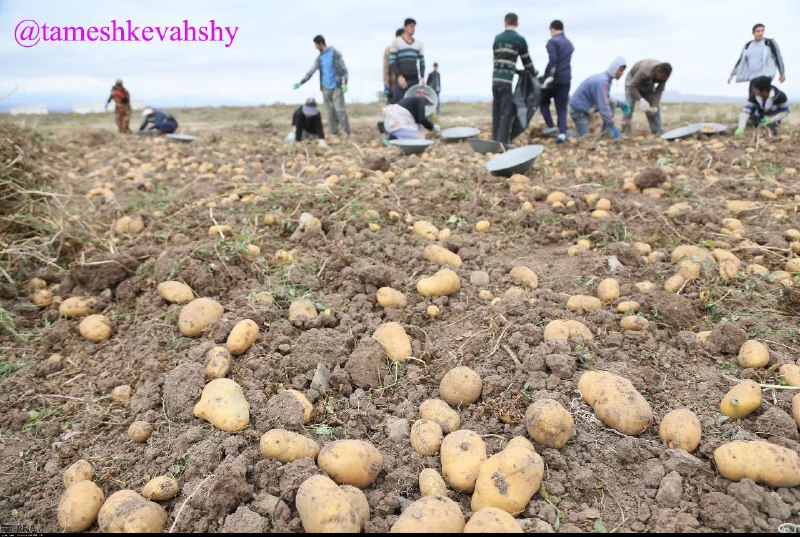 تمشک وحشی: #سیب_زمینی🔴فاجعه توی خونه های ماست❗️😱فائودرسال 2014 میانگین برداشت سیب زمینی ازهرهکتار درجهان را 4.5 تن اعلام کرده درصور