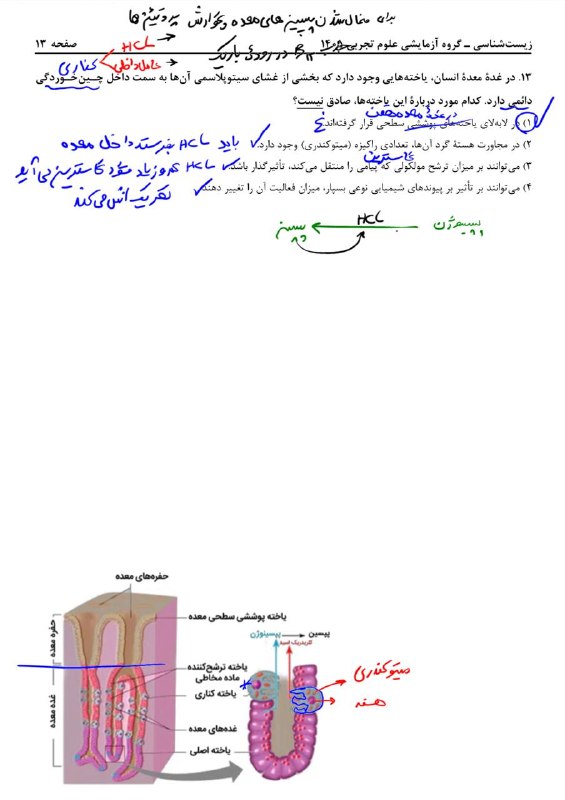 زیست دکتر علی عزتی|کانال رسمی: معده میاد ؟