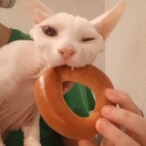 ʳᵃᵈⁱᵒ ˢⁱˡᵉⁿᵗ emmy🍏