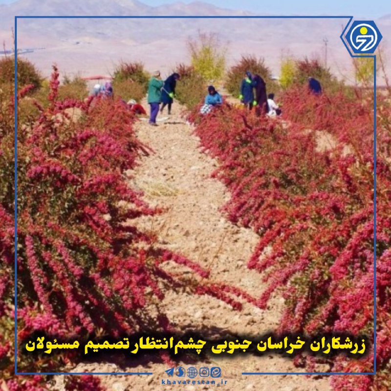 خاورستان: 💠زرشکاران خراسان جنوبی چشم‌انتظار تصمیم مسئولانبا نزدیک شدن فصل برداشت زرشک، نگرانی زرشکاران درباره محصول باقی‌مانده سال