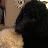 🐩 Srl Dr poubelle
