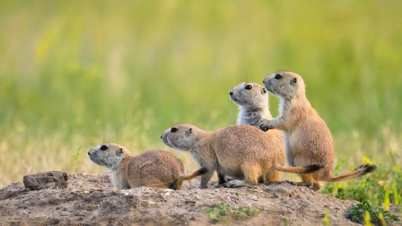 Life hidden beneath the prairieBlack-tailed prairie dogs at Roberts Prairie Dog Town, Badlands National Park, South Dakota (© Greg Vaughn/Getty Images)