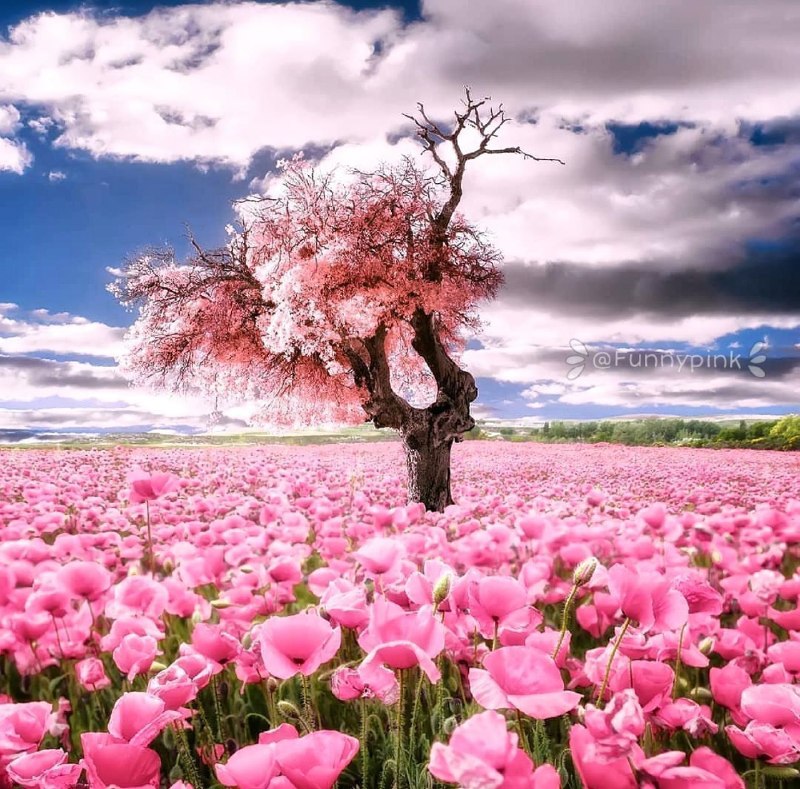 💞پندانه💞: 💫هر اندیشه ی مثبتچون دعایی است خاموشکه زندگانی ات را تغییر خواهد داد ❤️