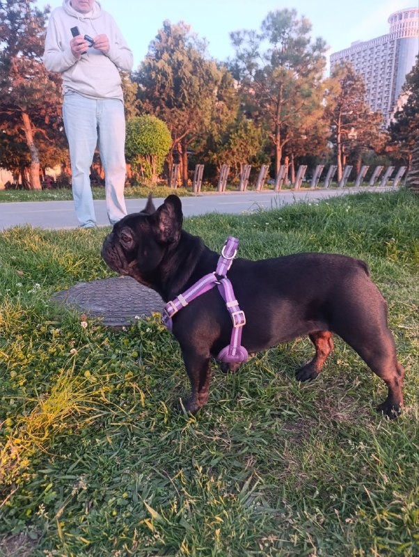 Срочно! Потерялась собака, девочка — французский бульдог 🐶