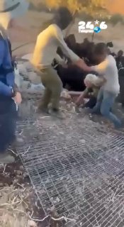 🇮🇱 מתנחל ישראלי תקף פעילת זכויות אדם שניסתה להגן על משפחה פלסטינית ולמנוע השתלטות על עדר הבקר שלה.