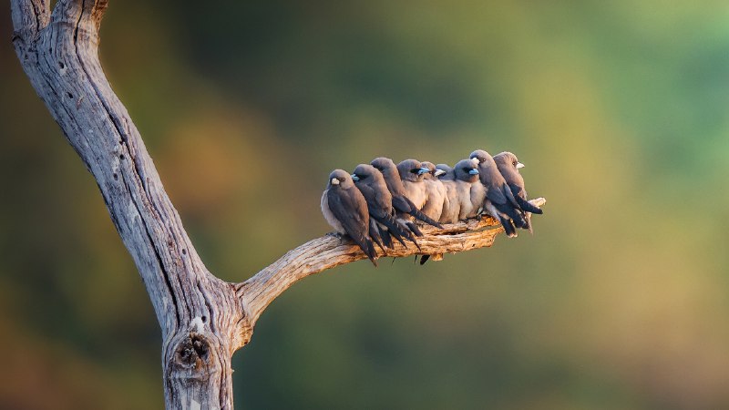 Sticking togetherFamily of ashy woodswallows perched on a branch in Thailand (© Captain Skyhigh/Getty Images)