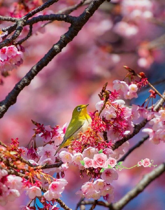کوین ترودو: 🕊آغاز کنم به نامت 🌸ای حضرت دوست🕊هر آنچه شود 🌸به نامت آغاز، نکوست🕊دفترچه‌ٔ عشق را اگر بگشاییم🌸سطر از پی سطر، 🕊آیتی از تو 