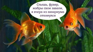 Золотые рыбки, которых выпустили из аквариума в пресные водоемы, стали жестко перекраивать местную экосистему — они лишили своих конкурентов еды и сделали воду мутной:  https://lentach.media/mfocS