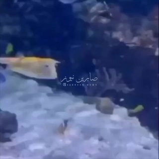 שגרירות הרפובליקה האסלאמית של איראן בדרום אפריקה מפרסמת: