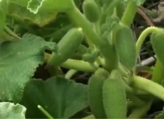 Plants use different methods of propulsion to spread their seeds. This is a squirting cucumber and its seeds can reach a speed of 95 km/hDid you know? 🎓