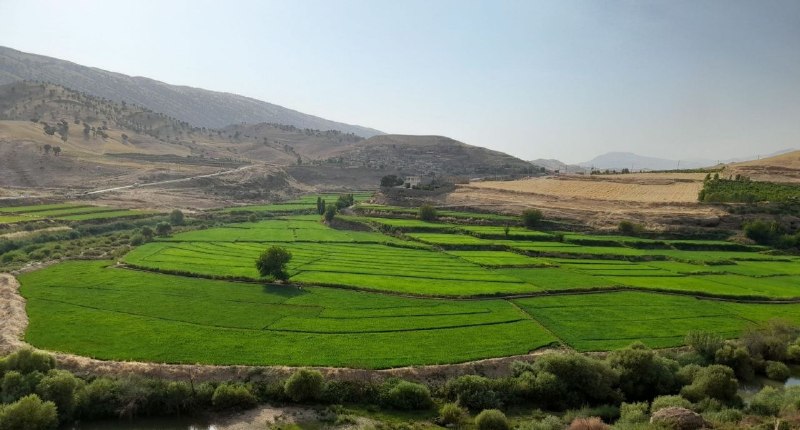 سلام بر زرنه Zarneh ⁃🔕: 🎓 شالی کاری روستای چم قوله❤️🔸شهرستان #چرداولاستان ایلام📞-🔻 @salam_bar_zarneh