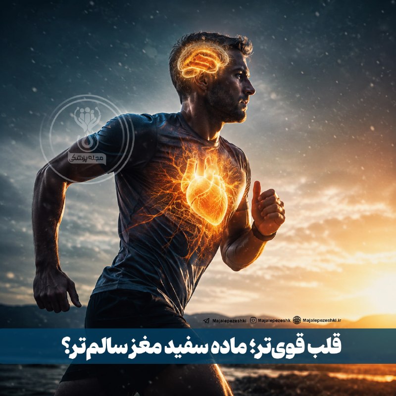 مجله پزشکی: قلب قویتر؛ ماده سفید مغز سالمتر؟🧠🏃♂️◽️فعالیت هوازی فقط برای قلب و ریه مفید نیست؛ پژوهشهای MRI نشان دادهاند افرادی ک