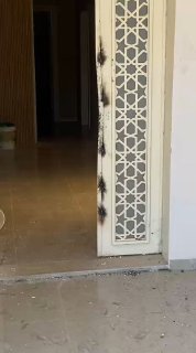 مستوطنون يهاجمون منزلاً في بيت إمرين شمال غرب نابلس