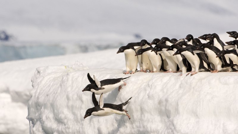 Taking the plunge, one lesson at a timeAdélie penguins, Antarctica (© Otto Plantema/Minden Pictures)