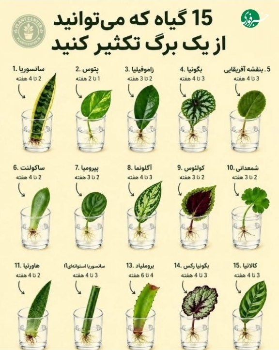 بوکان آنلاین= موکریان: 💢۱۵ گیاه که می توانید از یک برگ تکثیر کنیی🆔 @Boukanonline instagram.com/boukanonlineinsta