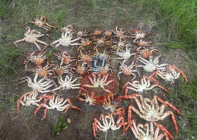 Иллюстрация к посту канала Сводка Хабаровск | Новости Хабаровска