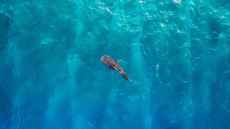Finned and fabulousWhale shark off the coast of Alifu Dhaalu Atoll, Maldives (© Bachir Moukarzel/Amazing Aerial Agency)