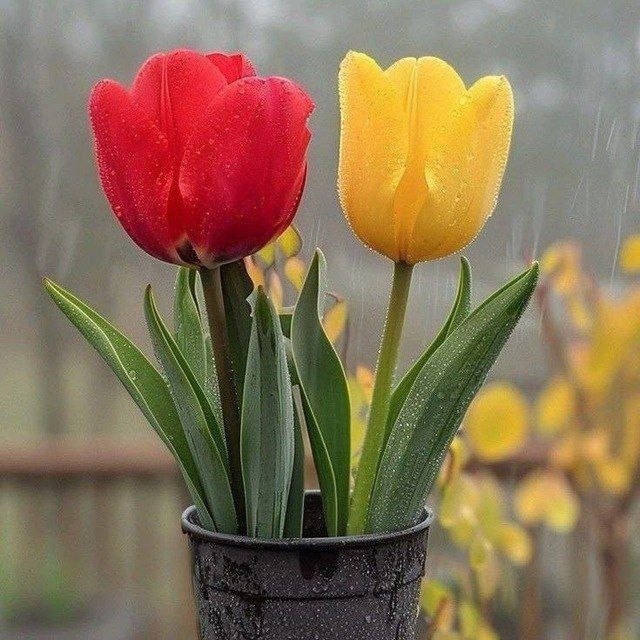 🍃﷽🍃 سنگ صبور🍃﷽🍃: مقصدی نیست؛ بیا فلسفه بافی نکنیمهرکسی کارِ بدی کرد تلافی نکنیمما چه باشیم و نباشیم؛ جهان در گذر استکاش باور بکنی فرصتمان