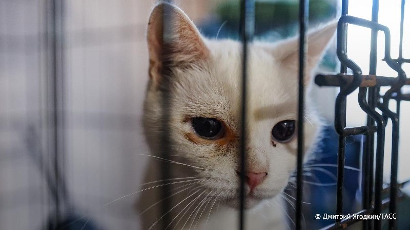 מרפאות וטרינריות צריכות להציג שיטות מודרניות לטיפול בחיות מחמד, בפרט, לפתח רפואה טלוטרינרית, אמר חבר ה-RF O…