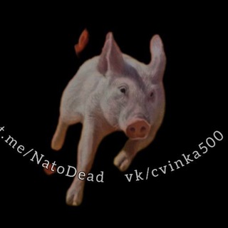 Чат Nato dead