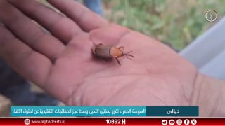 החדקונית האדומה פולשת למטעי דקלים על רקע חוסר היכולת של הטיפולים המסורתיים להכיל את המזיק דיווח: תאנון אל-ב…