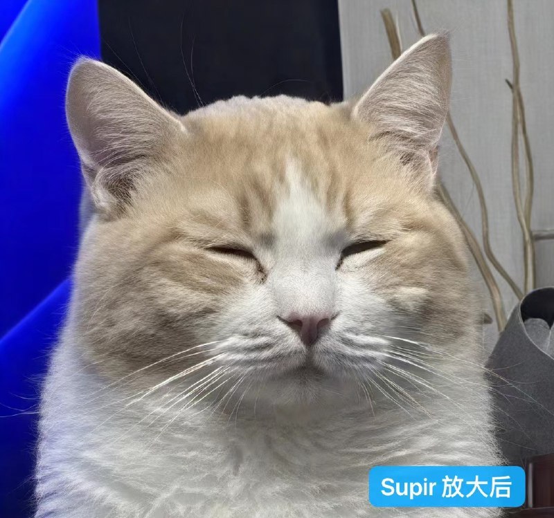 Supir 好好用🥲 坚定退订了 Magnific AI.试了一下给家猫放大，这柔顺的毛发丝