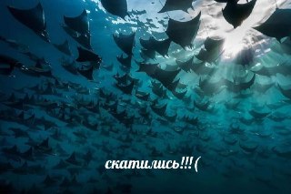 Зацените работы победители фотоконкурса ко Всемирному дню океанов: https://lentach.media/Nlm4Y