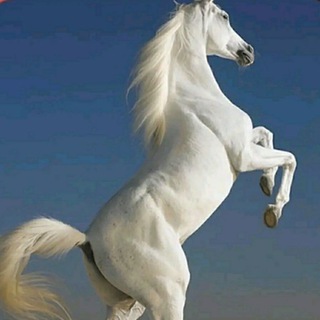 MALA 🌍NOROOT GAMING Telegram Group Link