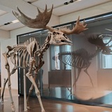 Dokko's gallery
