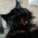• Renge.R • в котячьем рабстве