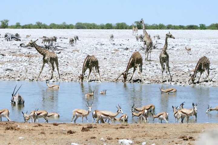 納米比亞｜最便宜的高空跳傘，搖身一變成為動物星球頻道探險家