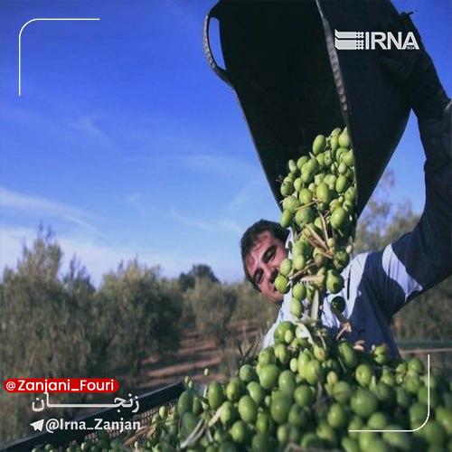 زنجان فوری: رئیس شورای ملی زیتون ایران: ۸۰ درصد زیتون تولیدی زنجان بدون برند عرضه می‌شودرئیس شورای ملی زیتون ایران با انتقاد از موان
