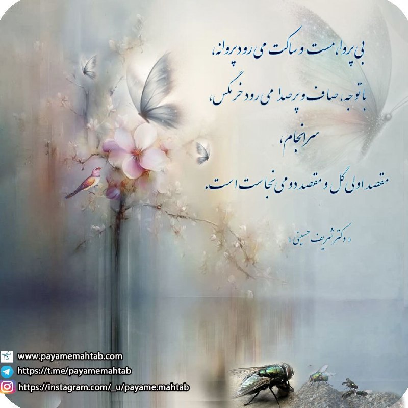 پيام مهتاب: بی پروا ، مست و ساکت می رود پروانهباتوجه، صاف و پرصدا می رود خرمگس سرانجام،مقصد اولی گل و مقصد دومی نجاست است.«دکتر شری