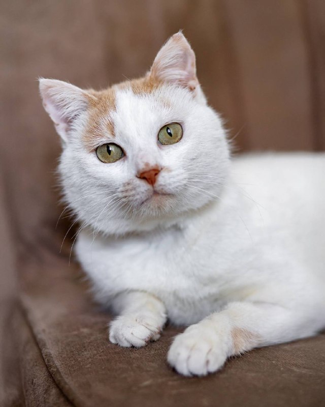 Ищу дом для кота Рокки 🐾 — фото 1