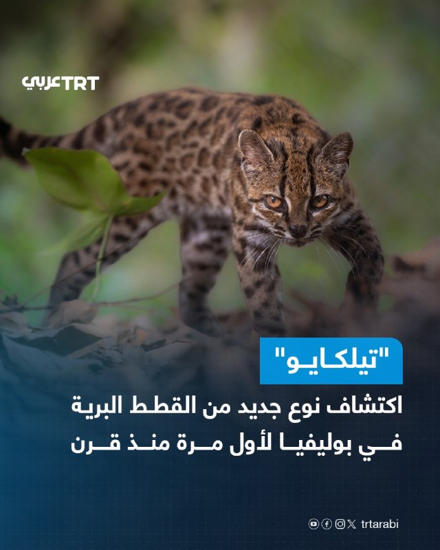 חוקרים ביערות העננים הגבוהים של היונגאס בבוליביה גילו זן חדש של חתול בר קטן, הנקרא מקומית "טילקאיו". אורכו כ-46 סנטימטרים ומשקלו כ-1.4 קילוגרם, והוא מאופיין בפרווה חומה בהירה וכתמים הדומים לוורדים קטנים. זהו התיאור הרשמי הראשון של זן חדש של חתול חי מזה יותר ממאה שנה.