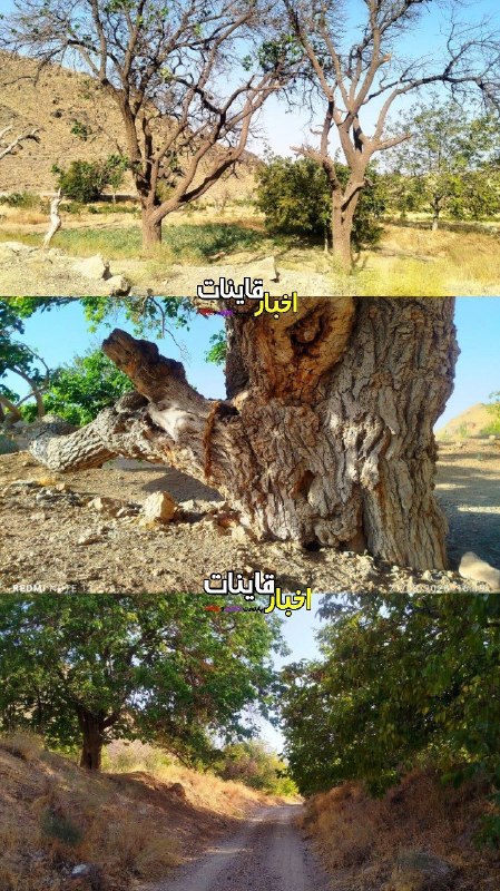 ️ اخبار قاینات: طبیعت تابستانی روستای #انجول📸 مسعود صدر⭐️ اخبار #قاینات ⭐️ 📣 @QayenNews