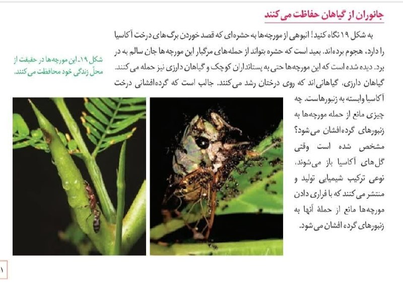 کانون قلم چي نورآباد: رسانه پست