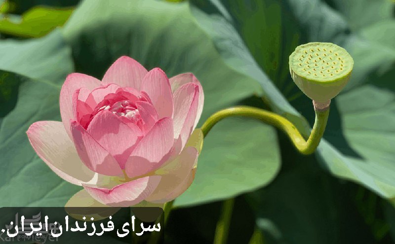 سرای فرزندان ایران.: 🌾 🦁 🍏 🍇 🍎 🌾 🌻 🔷 امروز؛ 🔆 🕊 🔆🟢 به☀️روز پیروز و فرخ 🌞روز: (#آبان_خشتره_ویریہ)و 🌾#شهریور 🌖ماه؛ بہ سال ۳۷۶۴🔥مزدیسنی.۳۷۶۴ / ۰