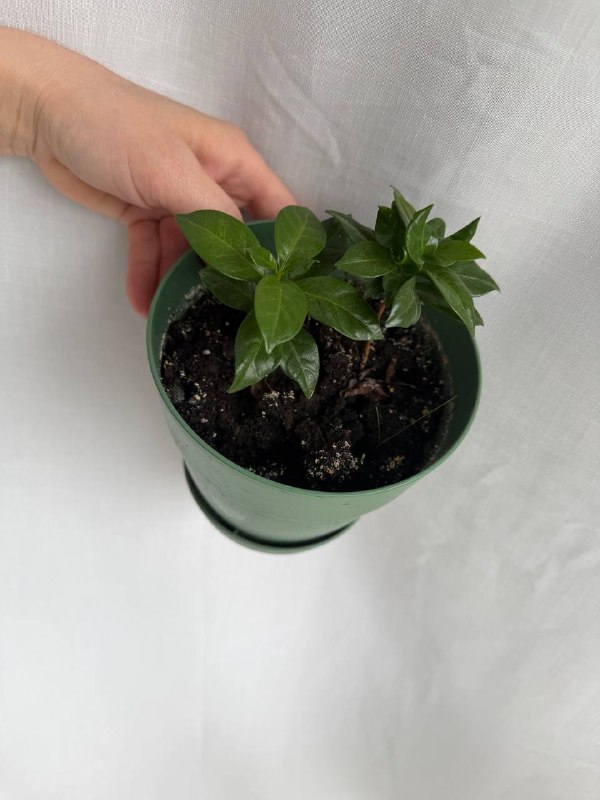 Комнатные растения и игрушки