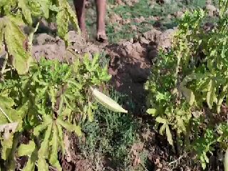 Harvesting okra in the village of Amalgazlan, Shadgan