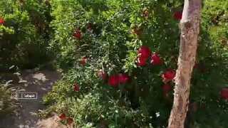 🎦 קצירת אודמים אדומים מגני שחרזה