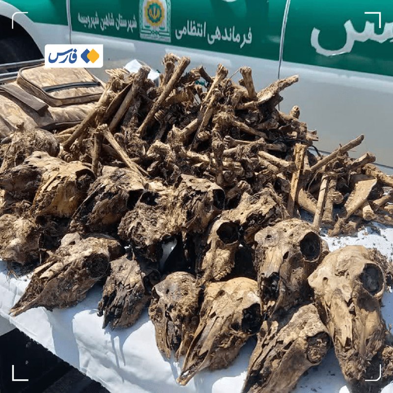خبرگزاری فارس ✔: کشف ۴۱ جمجمۀ آهو از چاه آبی در شاهینشهر🔹فرمانده انتظامی شاهینشهر: ۲ شکارچی غیرمجاز که در یک سال گذشته بیشاز ۵۰ آهو را