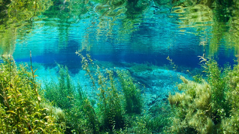 The clear embrace of Rainbow RiverRainbow River in Rainbow Springs State Park, Florida (© Michel Roggo/Minden Pictures)