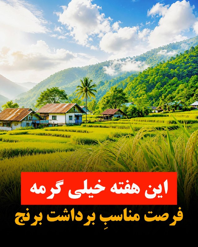هواشناسی گیلان فورکا: 🔴 هفتهی جدید، هفتهی گرمیه!! بهترین فرصت برای برداشت برنجهای رسیده 🌾 📆 از شنبه ۳۱ مرداد تا جمعه ۶ شهریور 🔹 هفتهی جدید