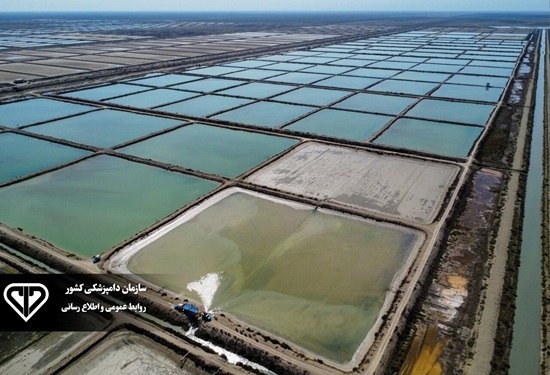 حکیم مهر: ارزیابی نظام‌مند مجتمع‌های پرورش میگو؛ از شناسایی خطر تا تولید پایدار/ تأکید بر ضرورت استقرار نظام‌های نوین در صنعت میگو