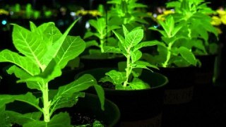 Китайцы начали внедрять в растения гены светлячков и светящихся грибов — чтобы сэкономить на городском освещении. Подробнее — в нашем MAX.