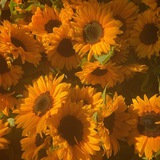 Sea of sunflowers
