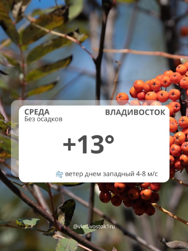 28 באוקטובר. חדשות פרימורי | צור קשר עם העורכים