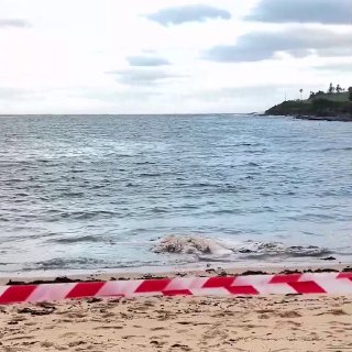 מספר חופים פופולריים נסגרו באוסטרליה עקב פגר לוויתן שעלול למשוך כרישים. שרידי לוויתן נסחפו לחוף במפרץ לירלי…