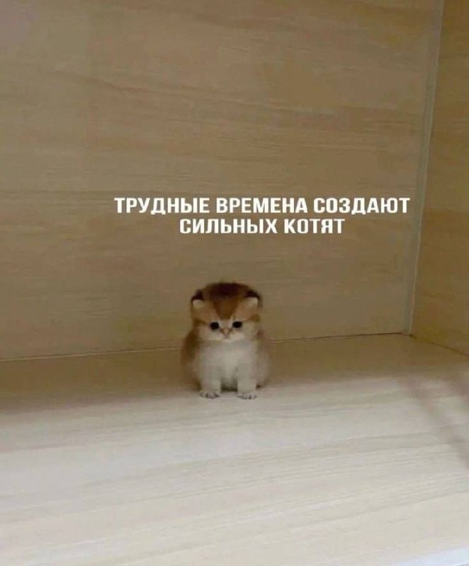 Неделя в самом разгаре, а это значит пора выбирать своего тотемного котика Какой сегодня вы? Я В ДОМИКЕ Please open Telegram to view this post VIEW... - изображение 2 - telegram, view, неделя